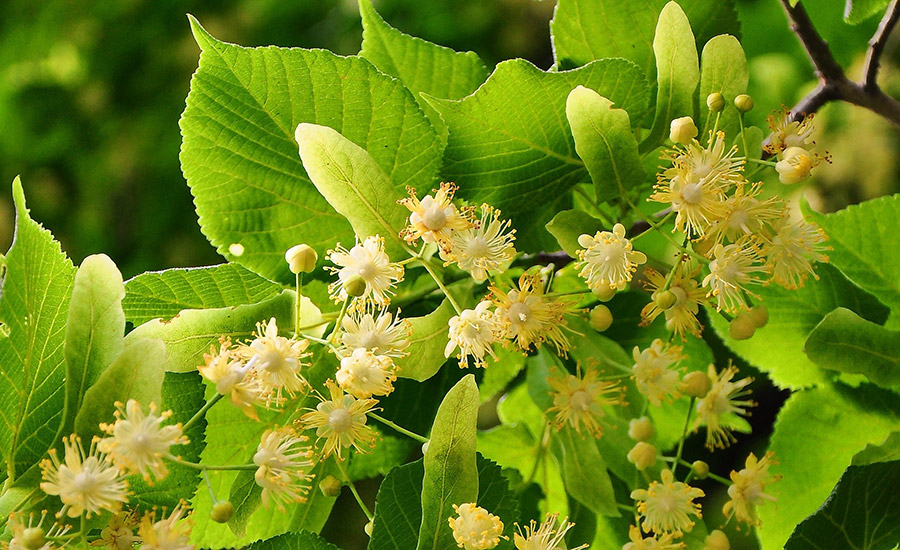 actif-tilleul-tilia-tomentosa-gainante-brillance