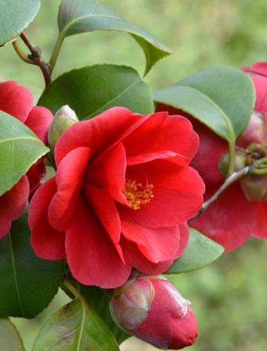 camelia-rouge