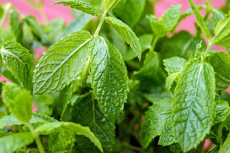 actif-menthe-poivree-mentha-piperita-rafraichissante